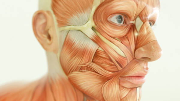 Level 3 Anatomy & Physiology